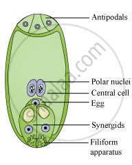 Draw a labelled diagram of sectional view of a mature embryo sac of an angiosperm. - Biology ...