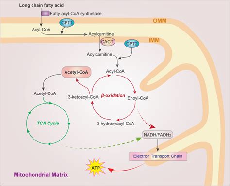 The FAO pathway. FAs are activated to fatty acyl-CoA by fatty acyl-CoA ...