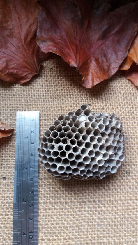 Paper Wasp Nest Large Real Wasp Hive - Etsy