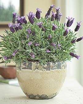 How to Grow Lavender Indoors | Gardener's Supply