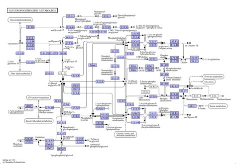 KEGG PATHWAY: Glycerophospholipid metabolism