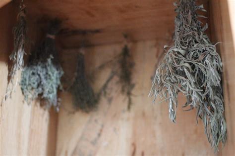 Drying herbs — For the Love of Wonder