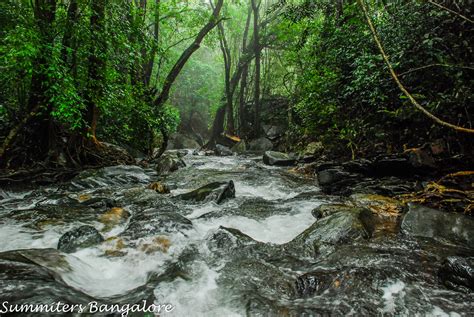 Netravathi Peak Trek: Offbeat Western Ghat Trek Near Chikmagalur | The Travelling Slacker