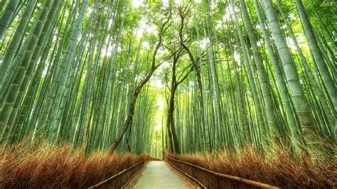 bamboo, Path, Japan, Kyoto, Trees Wallpapers HD / Desktop and Mobile ...