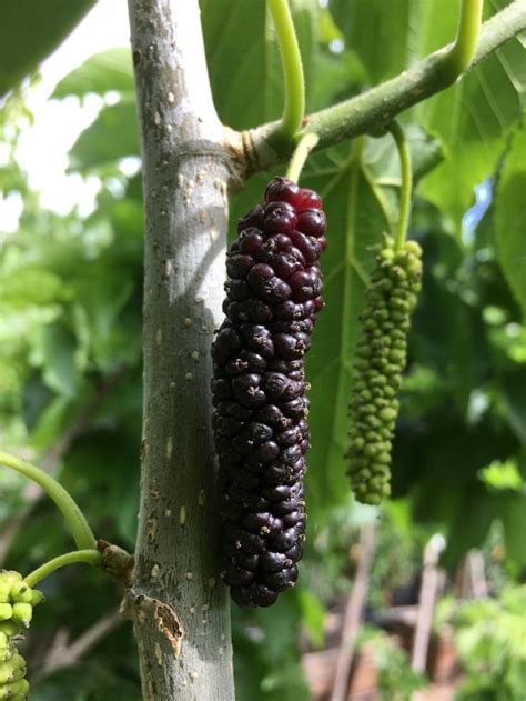 Pakistan Mulberry Tree | Mulberry Trees | Paradise Nursery | Mulberry ...