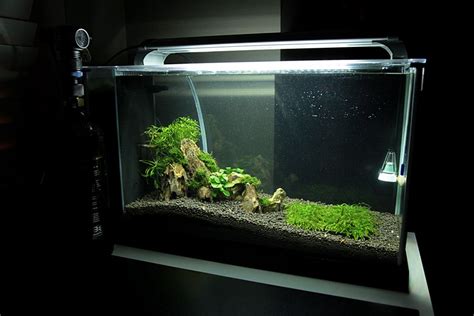 Fluval Spec V Planted Tank - Aquascape Ideas