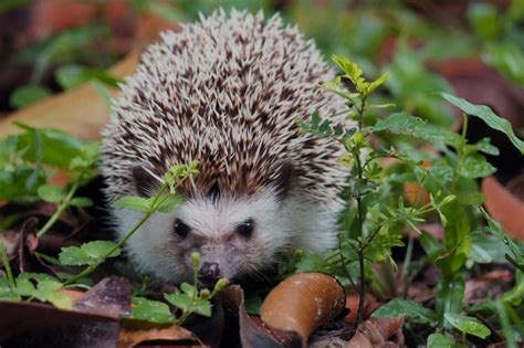 Where does the hedgehog live? Hedgehog habitat 101 - ExoPetGuides