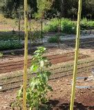 Straw Bale Gardens | Root Simple