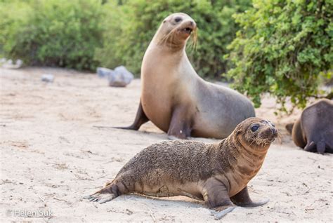 galapagos wildlife - Not Without My Passport