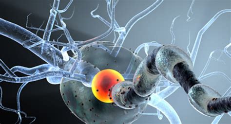 Multiple sclerosis: Drug boosts myelin regeneration in mice raising hope of future treatments ...