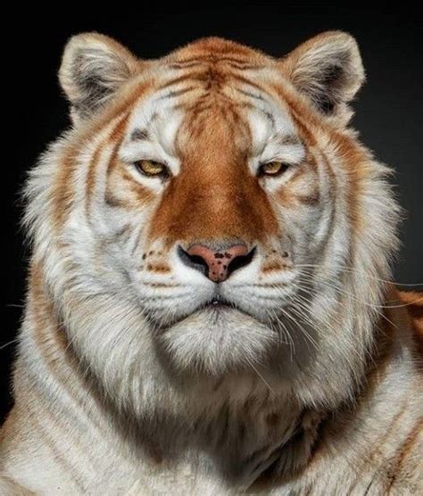 Siberian Tiger Follow me! ^_^ | Pretty animals, Wild animals pictures ...