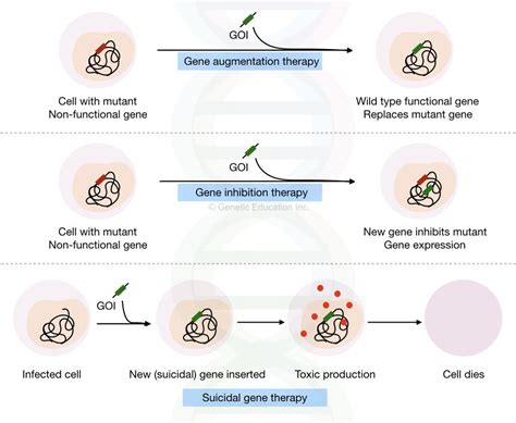 Gene Therapy: Types, Vectors [Viral and Non-Viral], Process ...