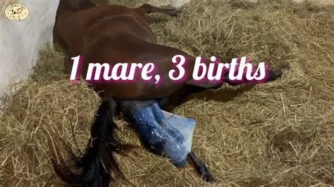 1 mare 3 births | Arabian horse giving birth compilation - YouTube