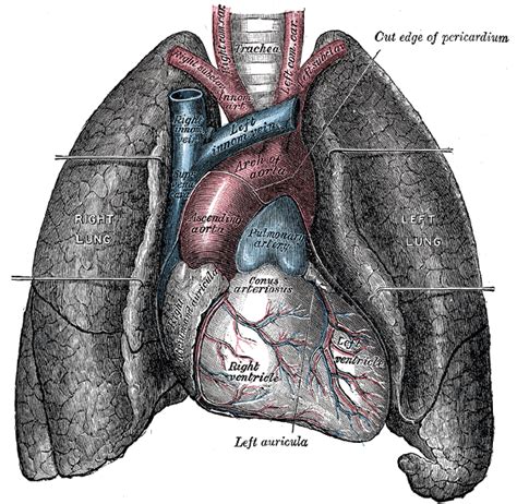 Conus arteriosus - wikidoc