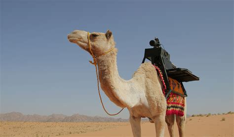 Camel Helps Photographers Capture Images in the Desert