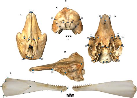 Narwhal Internal Anatomy