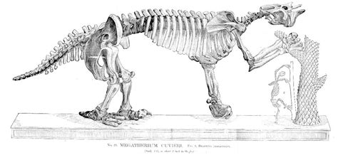 Dinosaur Skeletal Reconstruction Prehistoric Animal Bones - Megatherium ...