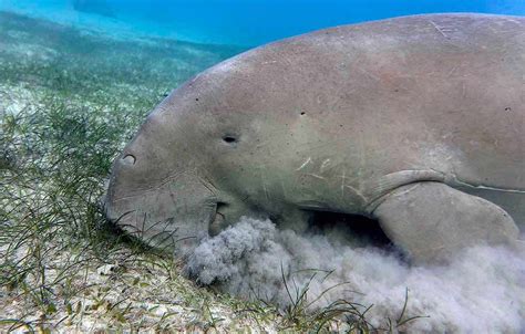 Peixe-boi: Um Guia Completo Sobre o Gigante Gentil das Águas