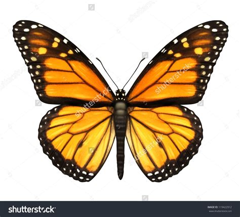 Monarch Butterfly with open wings in a top view as a flying migratory ...