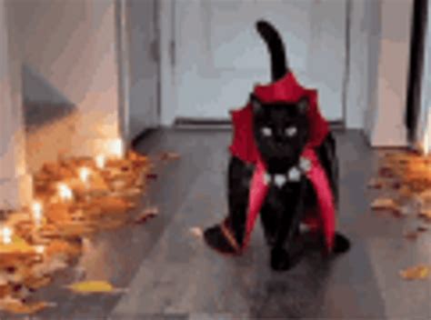 Black Cat Halloween Costume Catwalk GIF | GIFDB.com