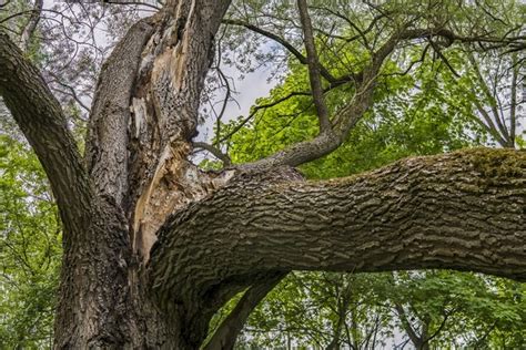 What is Sudden Branch Drop Syndrome? - Arborist Now