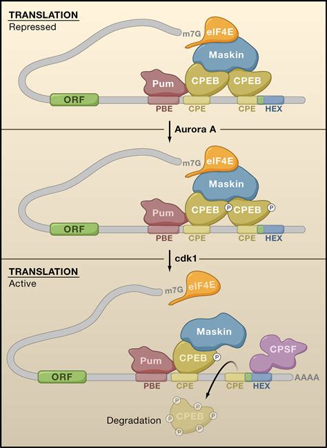 Breaking the Code of Polyadenylation-Induced Translation: Cell