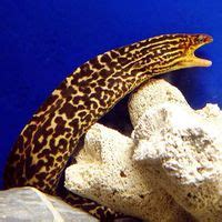 Freshwater Moray Eel (Gymnothorax polyuranodon) - The Free Freshwater and Saltwater Aquarium ...