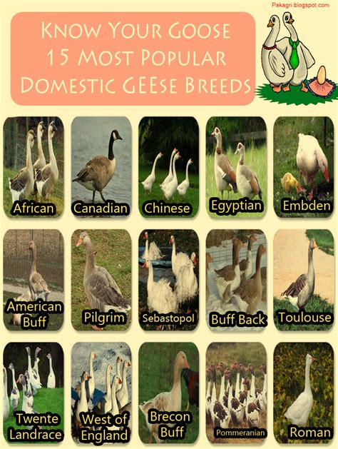 15 Most Popular Domestic Geese Breeds | Agri Gossip