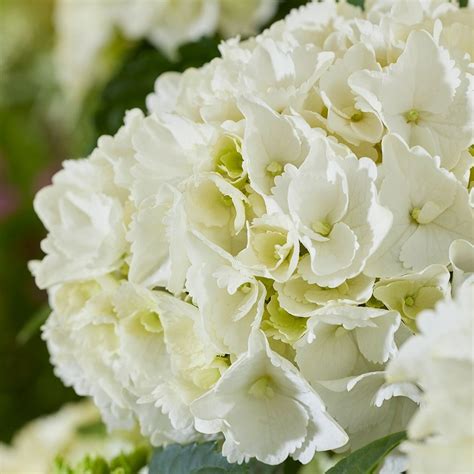 Buy mophead hydrangea Hydrangea macrophylla White: £19.99 Delivery by Crocus