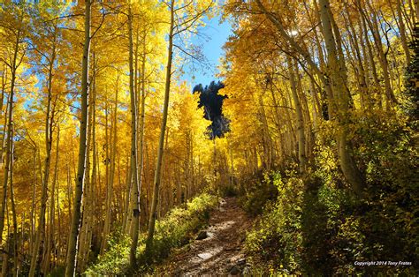 Golden trail | Utah's new state tree, the quaking or trembli… | Flickr