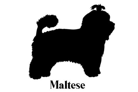 Maltese Dog Silhouette Breeds Graphic by Pony3000 · Creative Fabrica