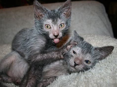 Lykoi Cat Breed Kittens Info, Temperament, Care, Training, Pictures