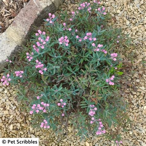 Bog Rosemary Facts You Need to Know (Andromeda Polifolia) - Garden Sanity by Pet Scribbles