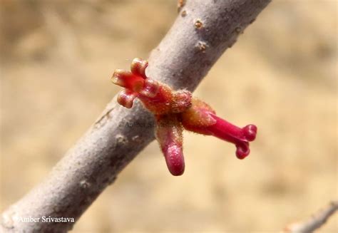 Commiphora wightii (Arn.) Bhandari | Plants of the World Online | Kew Science