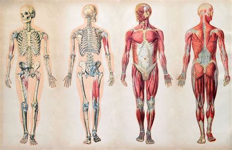 Human body | Organs, Systems, Structure, Diagram, & Facts | Britannica