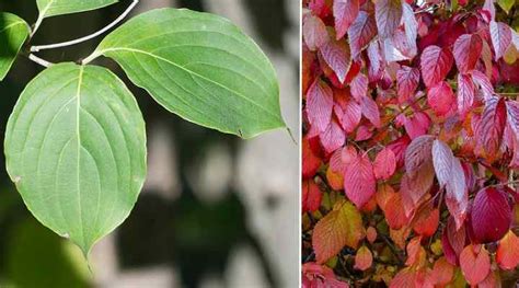 Dogwood Trees: Types, Leaves, Bark - Identification (With Pictures)