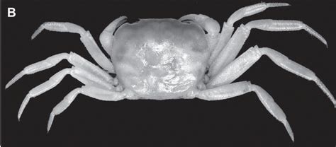 Sciency Thoughts: Two new species of Cave Crab from Christmas Island.