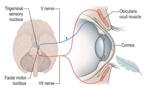 Cranial nerve V Flashcards | Quizlet