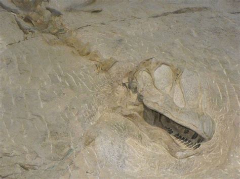 Dinosaur fossil skull and vertebrae embedded in stone at Dinosaur ...