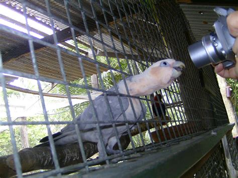 File:Cockatoo hybrid -Flying High Bird Habitat, Australia-8b.jpg - Wikimedia Commons