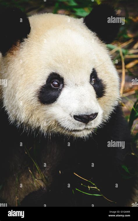 The giant panda breeding center in Chengdu, China Stock Photo - Alamy