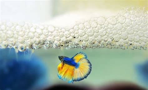 Betta Fish Breeding Guide: How to Successfully Breed Betta