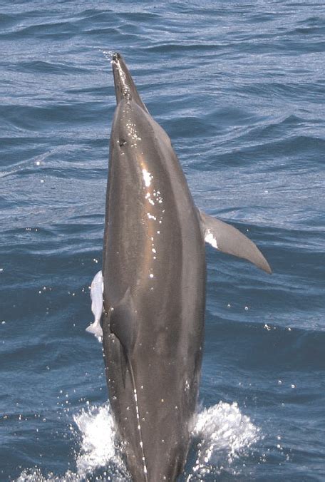 A spinner dolphin at the start of spinning from left to right, with a ...