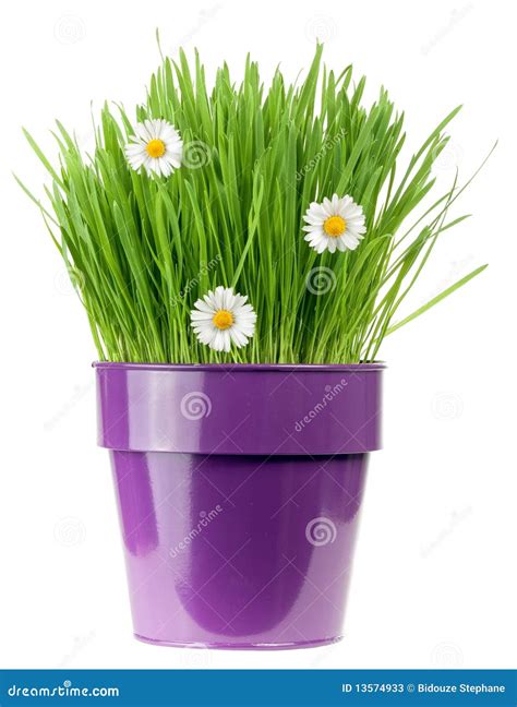 Purple flower pot stock image. Image of isolated, purple - 13574933