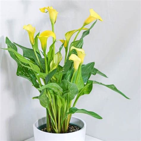 Calla Lily: Growing Indoors + 13 Care Tips! | Plantcarefully