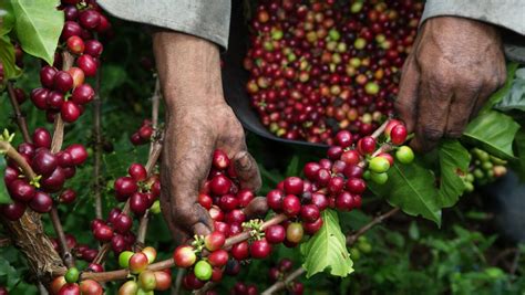 'The industry's at risk': the high price of cheap coffees | The ...