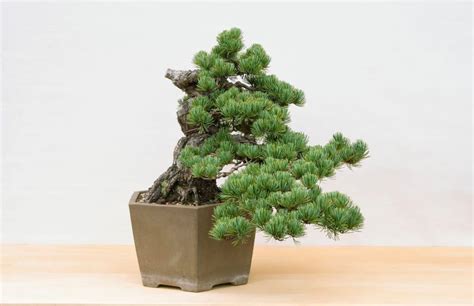 Different Bonsai Styles: You Need To Know | Plantly