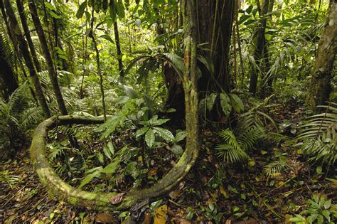 Ecuador, America, Yasuni National Park, Amazon Rainforest