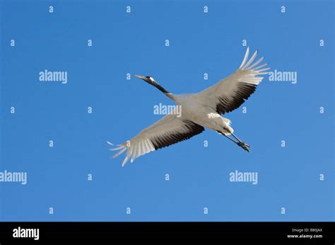 Red crowned crane flying Northeast China Stock Photo - Alamy