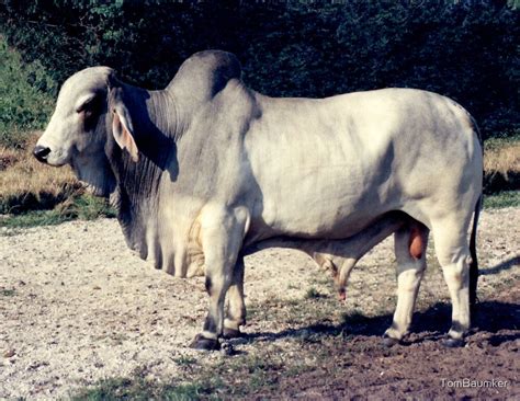 "BRAHMAN BULL" by TomBaumker | Redbubble